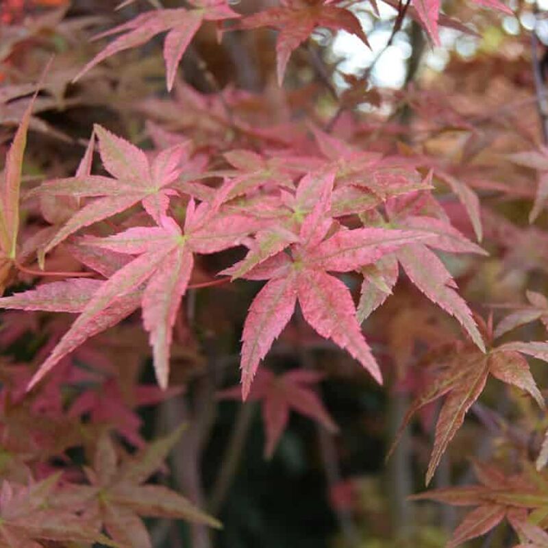 Acer palmatum 'Shin-deshojo' 175-200 cm